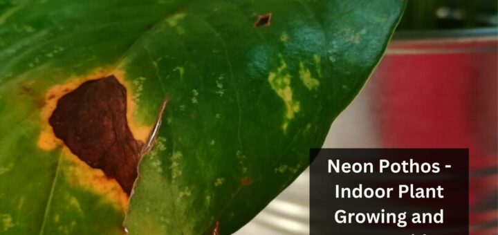 12 Causes of Brown Spots on Pothos (And Treatment)