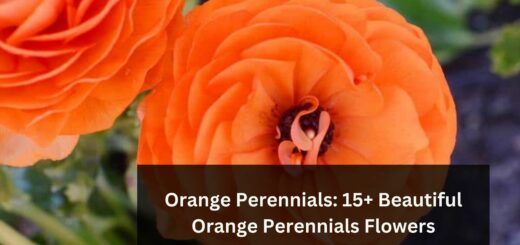 Orange Perennials: 15+ Beautiful Orange Perennials Flowers