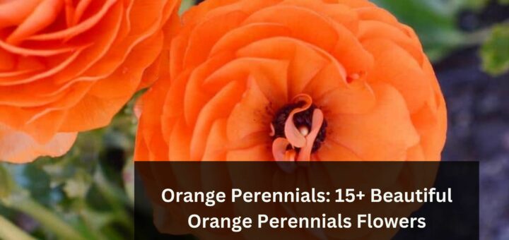 Orange Perennials: 15+ Beautiful Orange Perennials Flowers