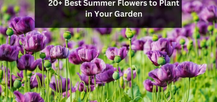 20+ Best Summer Flowers to Plant in Your Garden