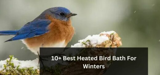 10+ Best Heated Bird Bath For Winters