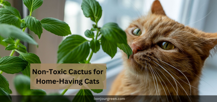 Non-Toxic Cactus for Home-Having Cats