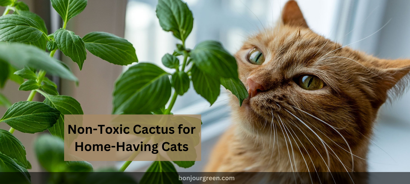 Non-Toxic Cactus for Home-Having Cats