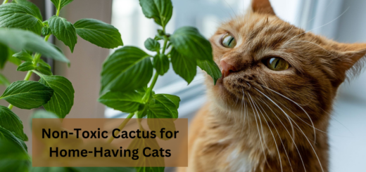 Non-Toxic Cactus for Home-Having Cats