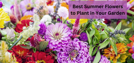 20+ Best Summer Flowers to Plant in Your Garden