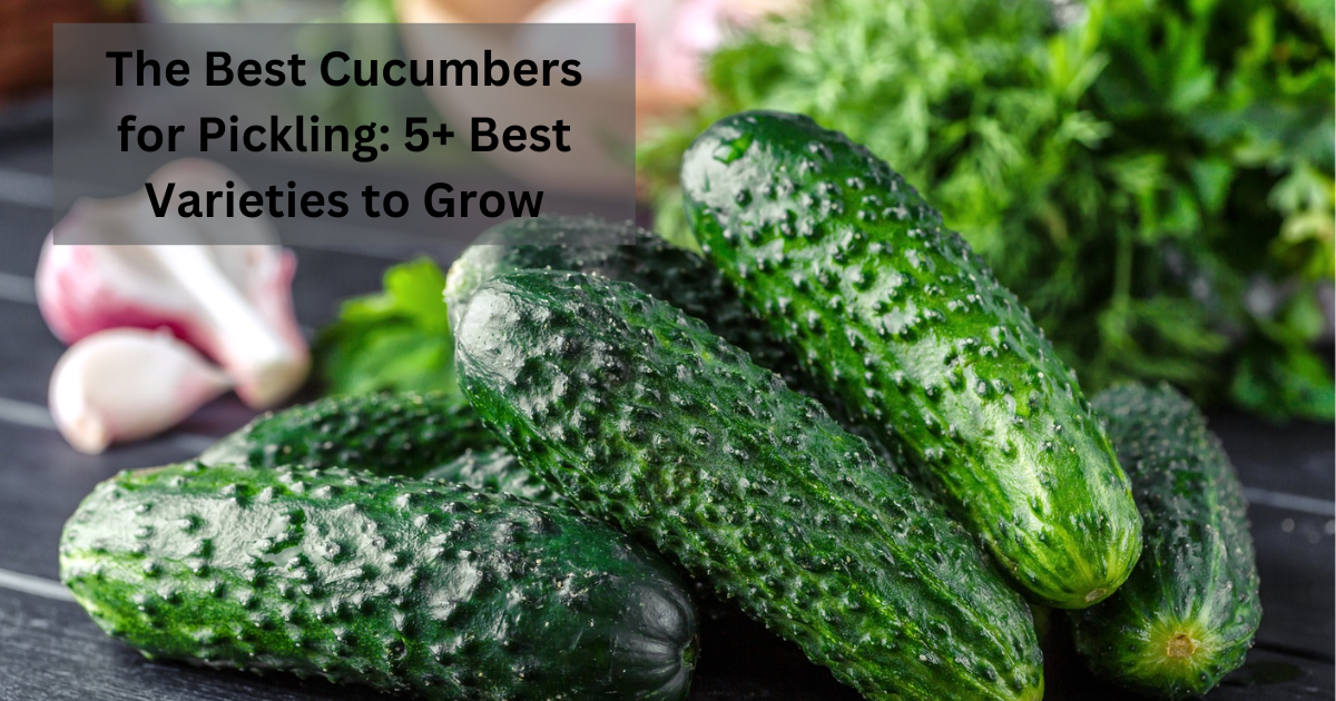 The Best Cucumbers for Pickling: 5+ Best Varieties to Grow 2024