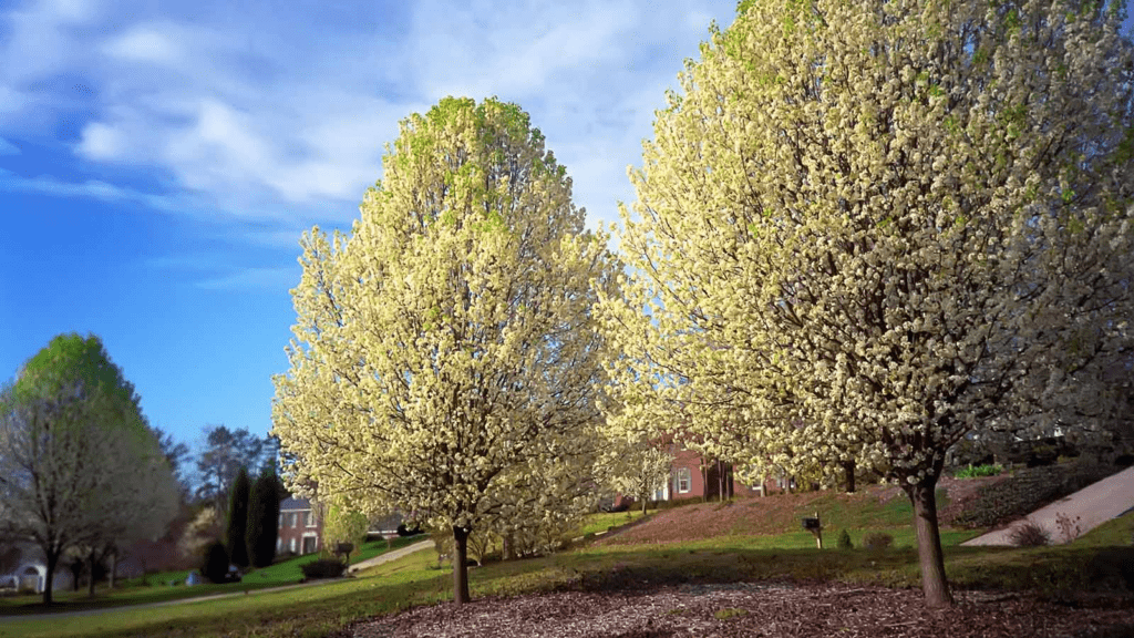 Do Dogwood Trees Smell? Everything You Should Know 