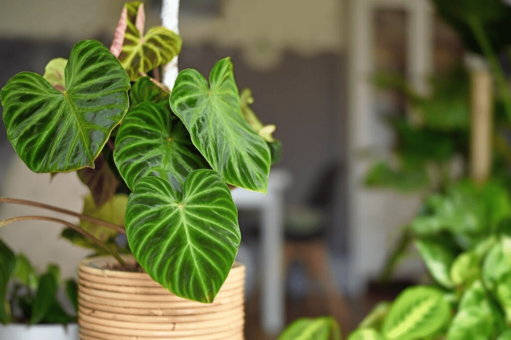 Philodendron Warscewiczii: Quick Growing And Caring Guide To Follow 