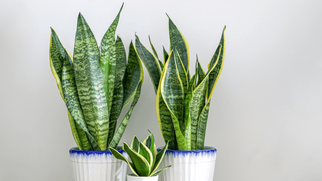 Can Snake Plants Live Outside? How to Properly Move Your Plant Outdoors