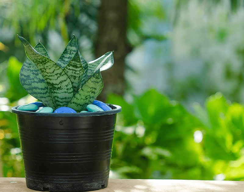 Can Snake Plants Live Outside? How to Properly Move Your Plant Outdoors