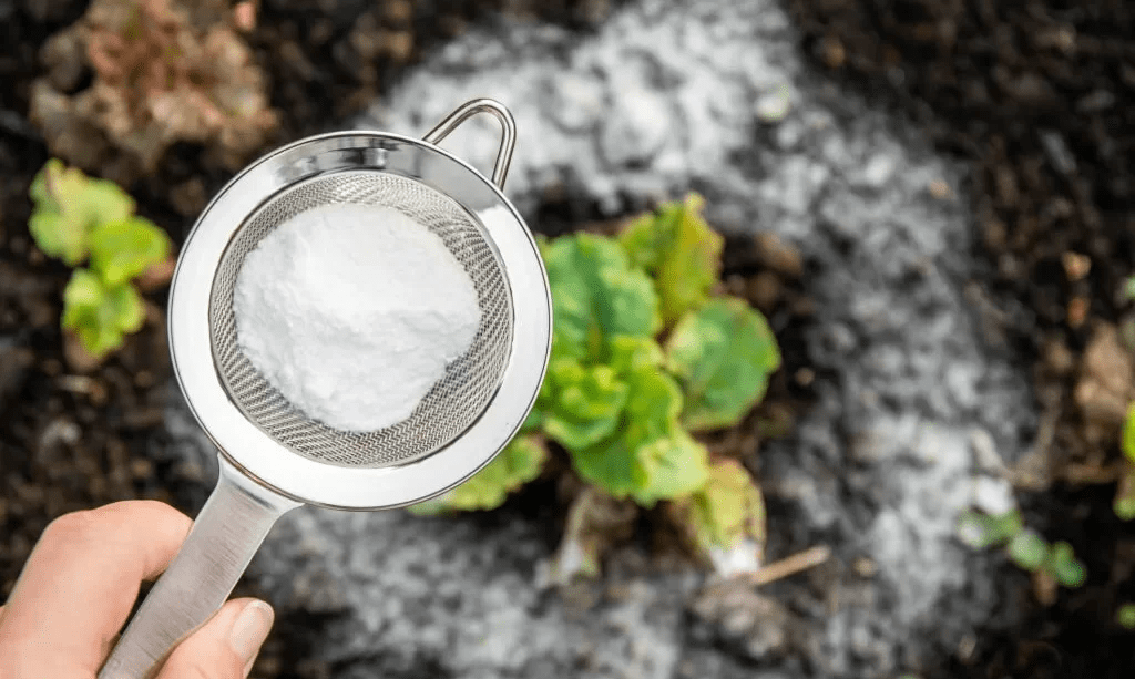 How To Raise pH In Soil: 6+ Ways To Raise pH Levels 
