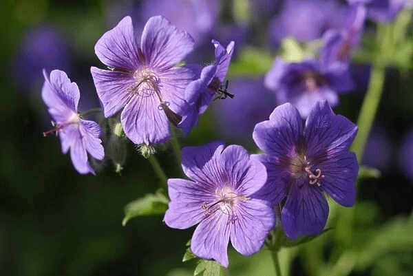 Purple Annual Flowers: 15+ Purple Annual Flowers for your Garden