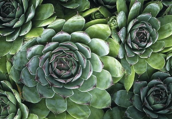 15+ Safe Succulents for Pets: Safe and Non-toxic