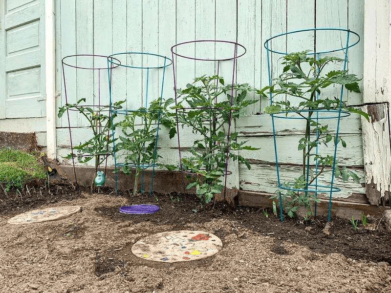 Best Tomato Trellis for your garden: Provide Support and Add Style