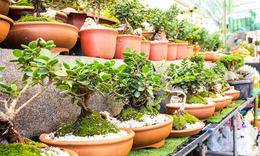10+ Best Indoor Fairy Garden Plants to Grow