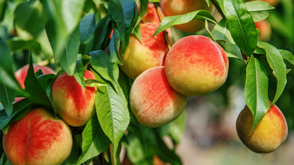 Easiest Fruit Trees to Grow in Your Home Garden