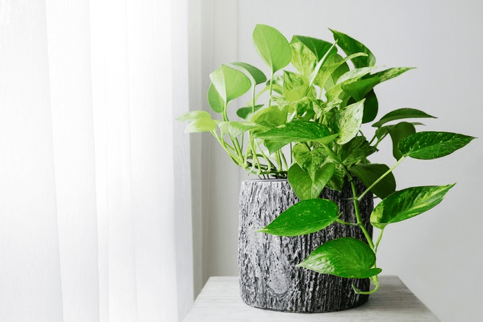 How to Grow and Care for N'joy Pothos (The Ultimate Guide)