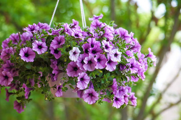 Purple Annual Flowers: 15+ Purple Annual Flowers for your Garden