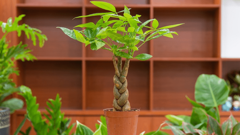 How To Braid A Money Tree: The Ultimate Guide To Follow