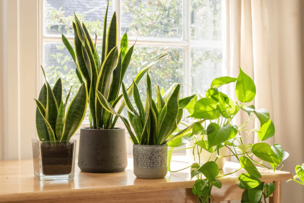 Why Is My Snake Plant Drooping? Causes And Preventions 