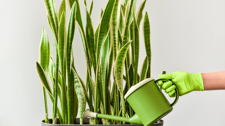 Why Is My Snake Plant Drooping? Causes And Preventions 