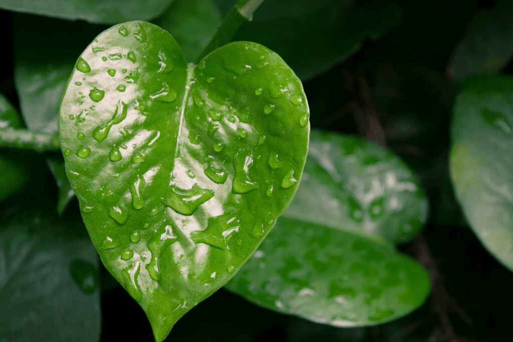 Why Is My Pothos Dripping Water? 5+ Causes And What To Do