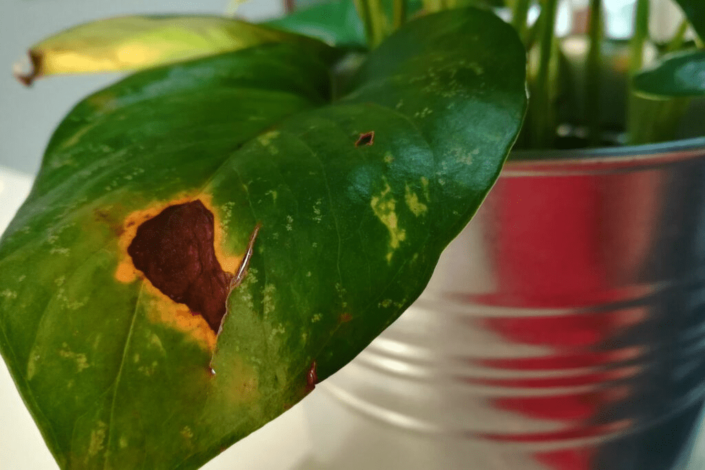 Why Is My Pothos Dripping Water? 5+ Causes And What To Do