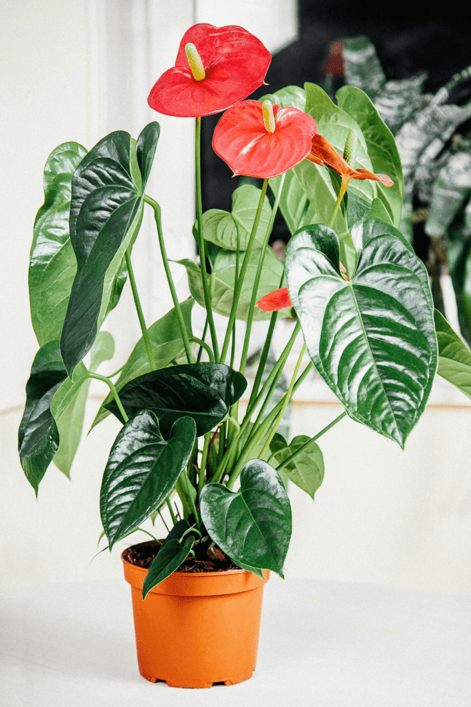 5+ Biggest Anthurium Plant Problems: How To Avoid Them