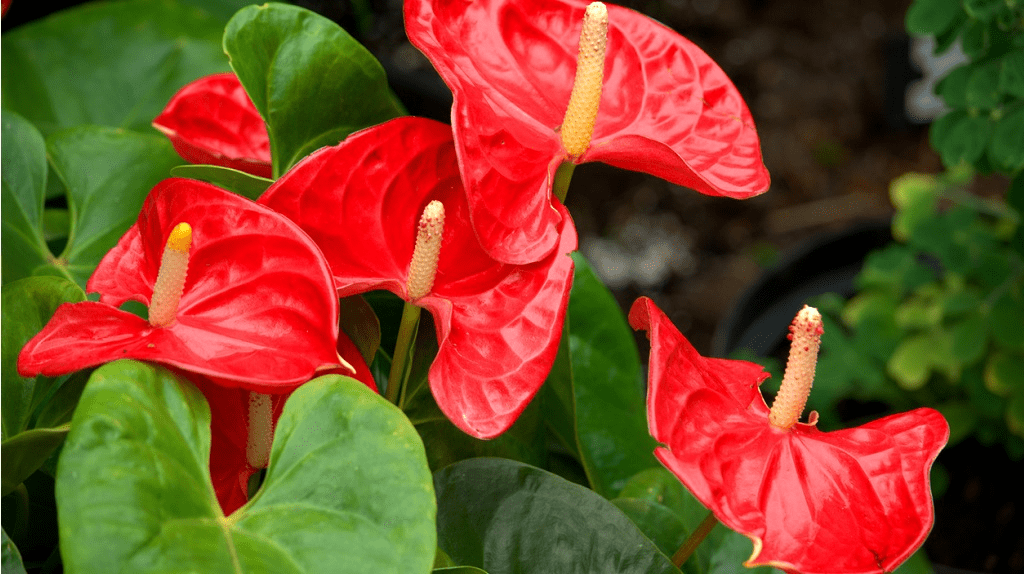 5+ Biggest Anthurium Plant Problems: How To Avoid Them