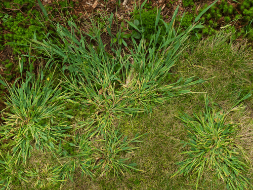Bermuda Grass Vs Crab Grass: Key Differences