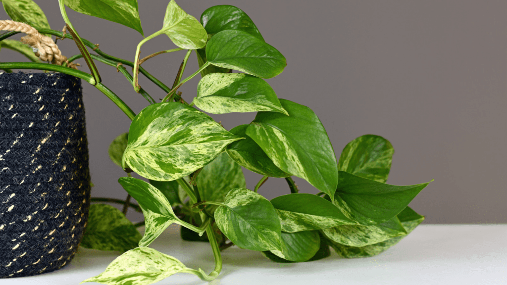 Pothos Toxicity: Everything You Need to Know