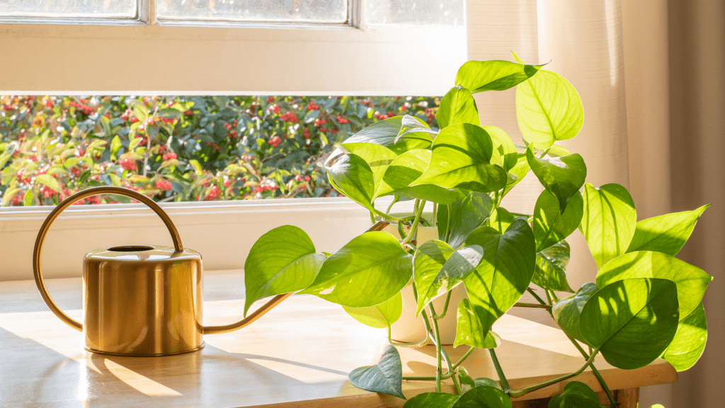 Do Pothos Like To Be Root-Bound: Everything You Need To Know 