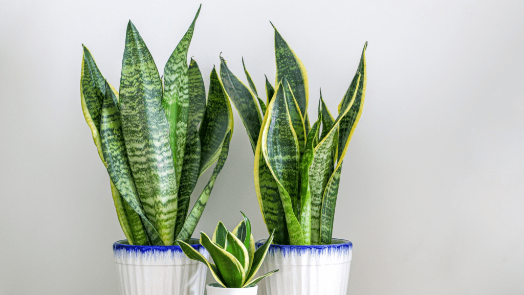 Why Are My Snake Plant Leaves Curling? Causes And Fixes 