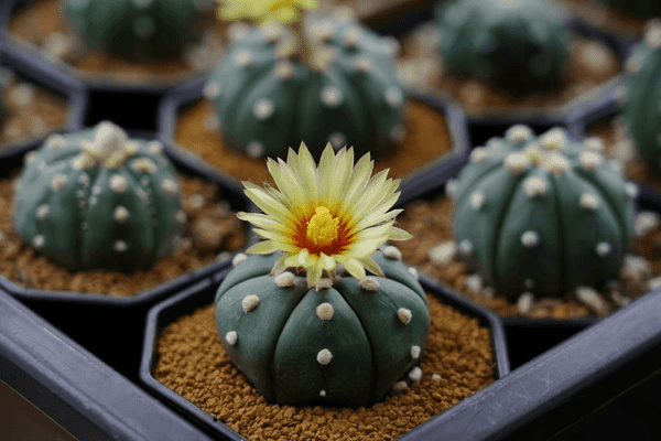 Non-toxic cactus for home-having cats