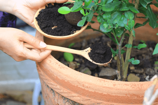 Brilliant Ways to Use Coffee Grounds to Kill Weeds