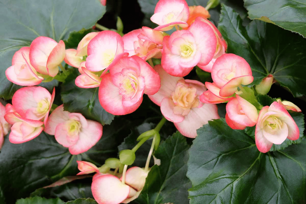 Begonia Care: How to Grow and Care for Begonias 