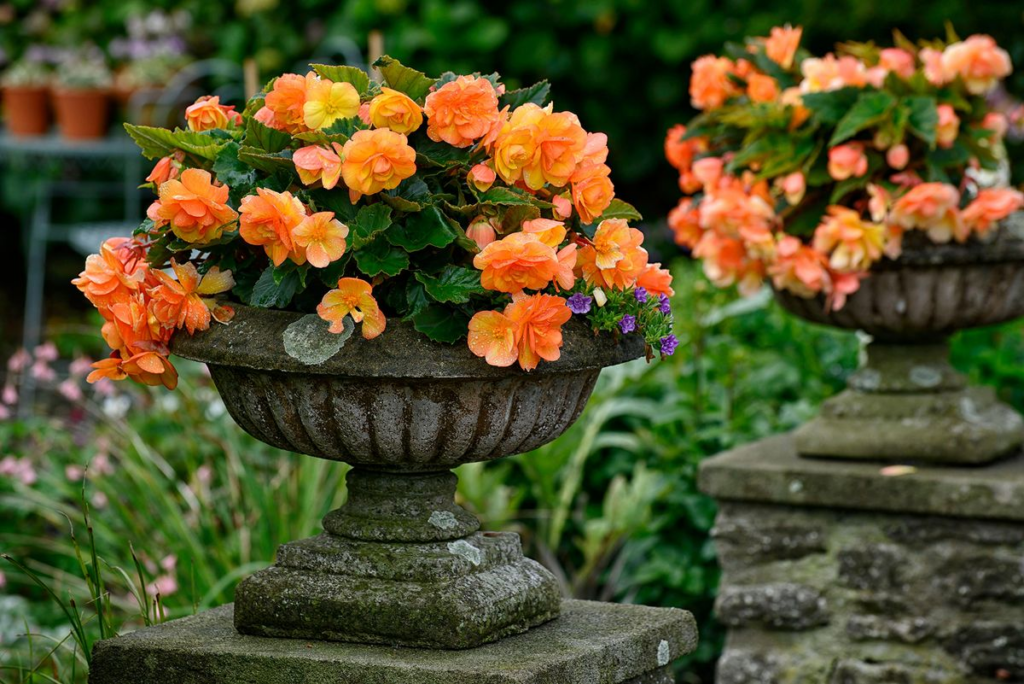 Begonia Care: How to Grow and Care for Begonias 