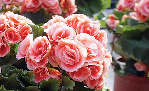 Begonia Care: How to Grow and Care for Begonias 