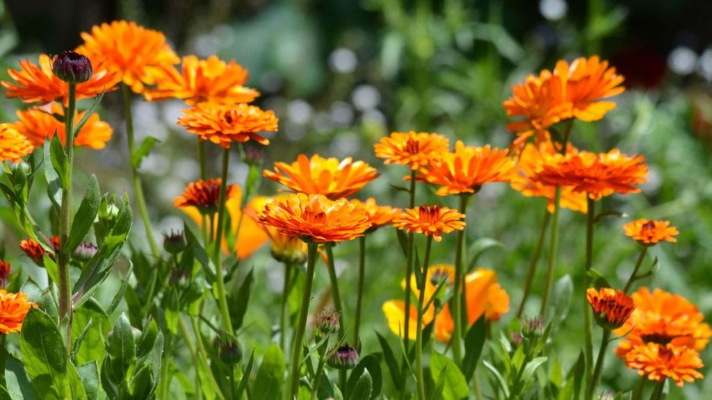 15+ Long Blooming Perennials to Grow in Your Garden