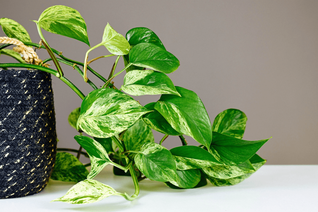 How To Grow And Care For Pink Princess Philodendron