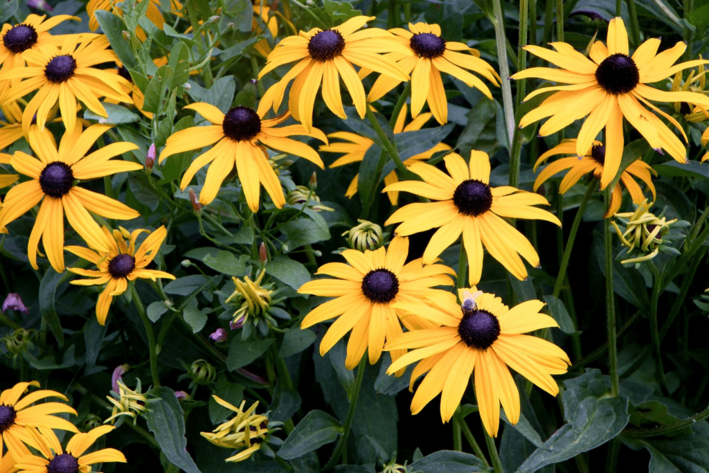 How to Propagate Coneflower: 3+ Ways to Grow Coneflowers (Caring Tips)