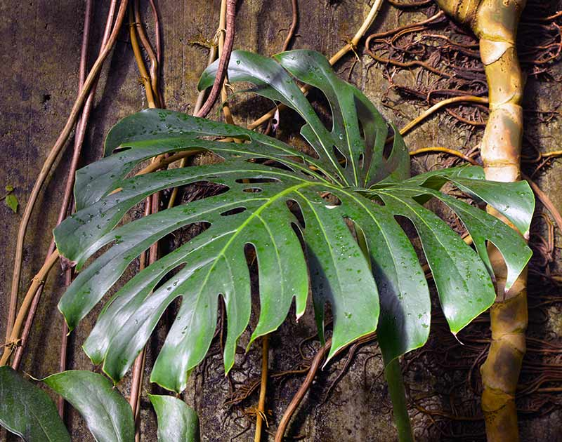 How To Grow And Care For Monstera Obliqua In Your Backyard? 