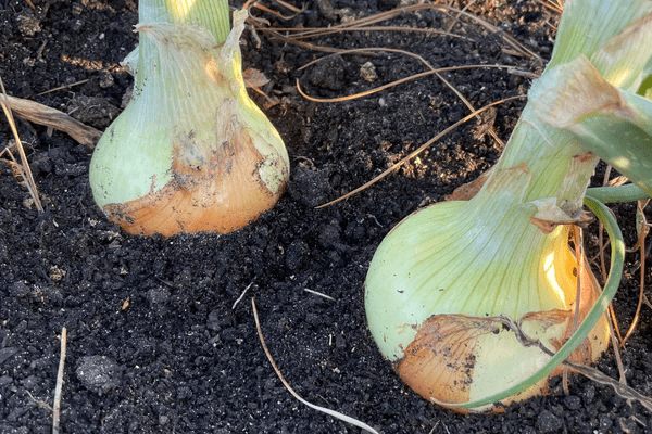 Onion Growing Stages:10 Different Stages of Onion Growth