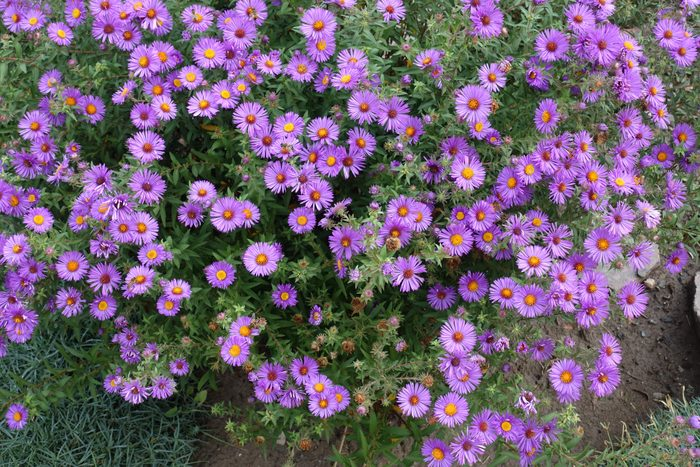 How to Grow and Care for Aster Plants ( Growing Tips)
