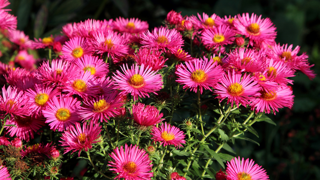 How to Grow and Care for Aster Plants ( Growing Tips)