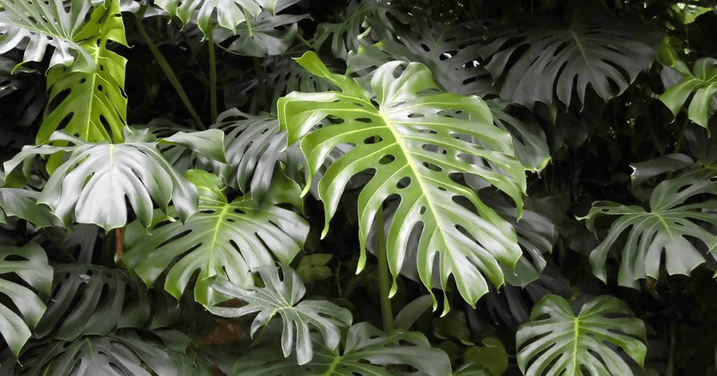 How To Grow And Care For Monstera Obliqua In Your Backyard? 