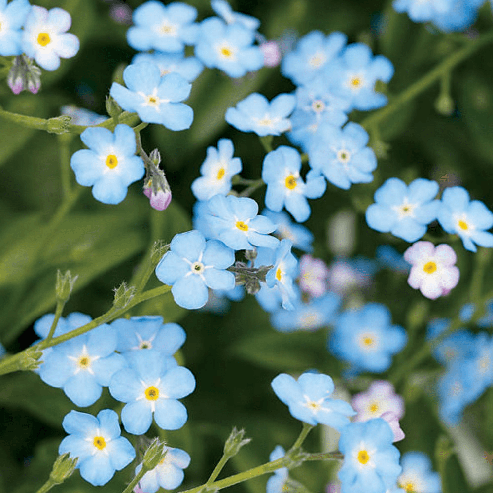 Blue Perennial Flowers to Grow in Your Backyard