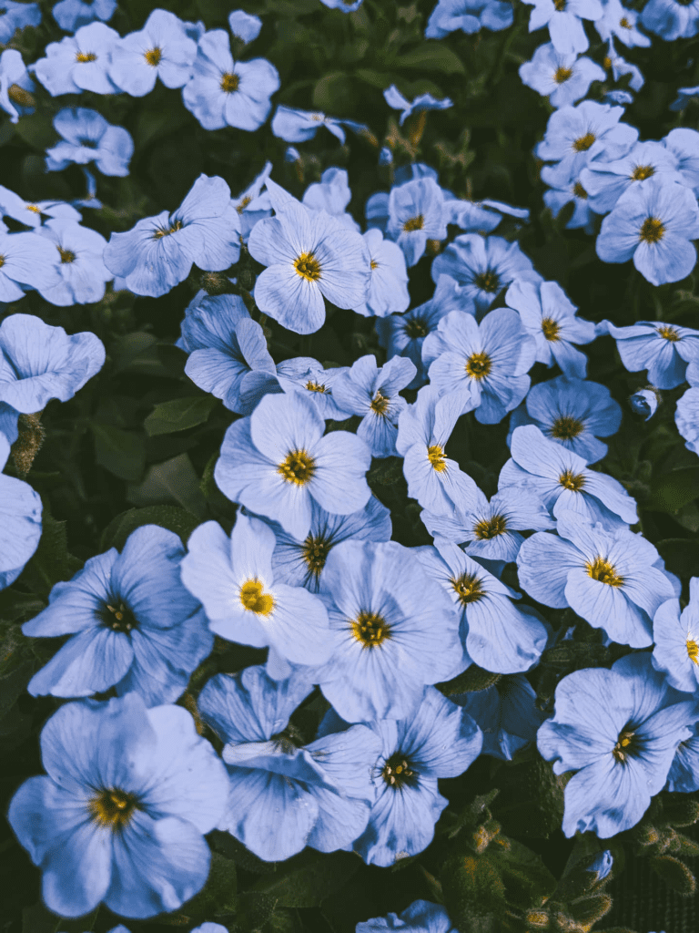Blue Perennial Flowers to Grow in Your Backyard