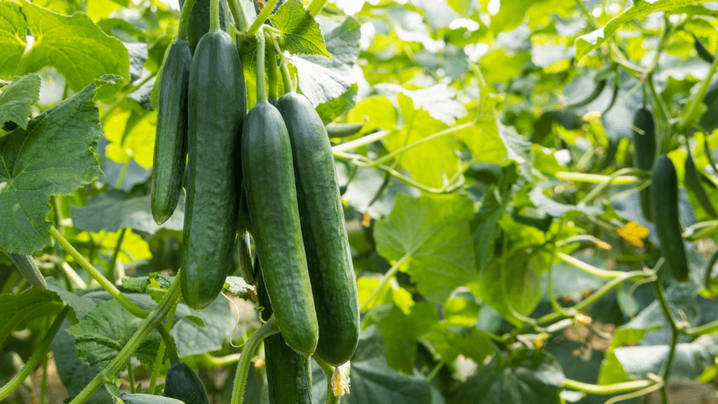 The Best Cucumbers for Pickling: 5+ Best Varieties to Grow 2024