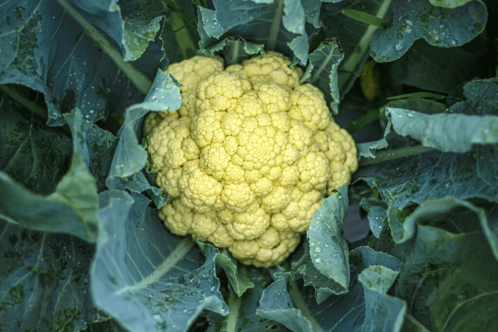 Cauliflower guide: is Cauliflower Man-Made